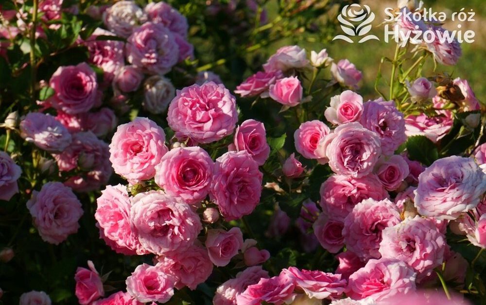 Tajemnice kwiatowego raju – odmiany i pielęgnacja krzewów róż